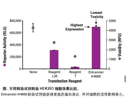 不同转染试剂转染HEK293细胞效果比较