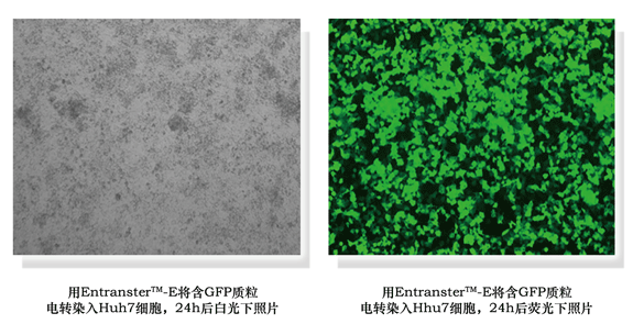 高效电转染试剂(核转染)效果图
